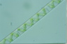 Spirogyra