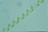 Spirogyra