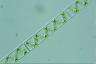 Spirogyra