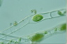 Spirogyra