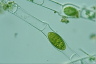 Spirogyra