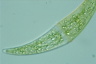 Closterium moniliferum