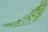 Closterium moniliferum