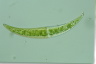 Closterium moniliferum