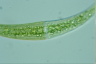 Closterium moniliferum