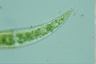 Closterium moniliferum