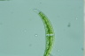 Closterium leibleinii