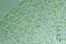 Tetraspora