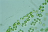 Tetraspora