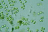 Tetraspora