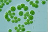 Asterococcus