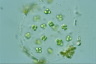 Sphaerocystis