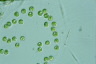 Apiocystis brauniana