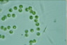 Apiocystis brauniana