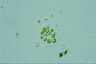 Apiocystis brauniana