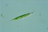 Euglena acus