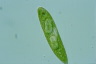 Euglena spirogyra