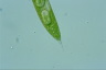 Euglena spirogyra