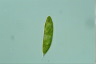 Euglena spirogyra