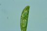 Euglena spirogyra