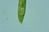 Euglena spirogyra