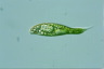 Euglena spirogyra