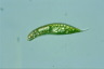 Euglena spirogyra