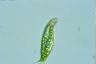 Euglena spirogyra