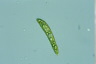 Euglena spirogyra