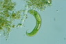 Euglena spirogyra