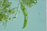 Euglena spirogyra