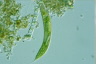 Euglena spirogyra