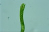 Euglena ehrenbergii