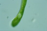 Euglena ehrenbergii