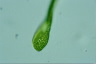 Euglena ehrenbergii