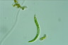 Euglena deses