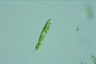 Euglena deses