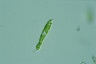 Euglena deses