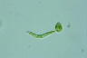 Euglena deses