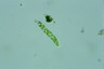 Euglena deses