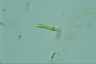 Euglena mutabilis