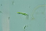 Euglena mutabilis