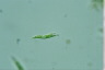 Euglena mutabilis