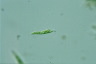 Euglena mutabilis