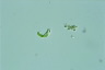 Euglena