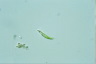 Euglena