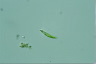 Euglena