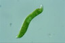 Euglena mutabilis