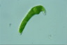 Euglena mutabilis