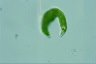 Euglena mutabilis